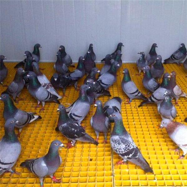 養殖場玻璃鋼格柵