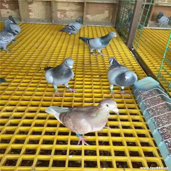 養殖場玻璃鋼格柵