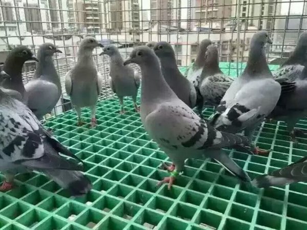 鴿舍格柵